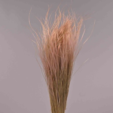 Stipa pennata - 50 G / Rosa