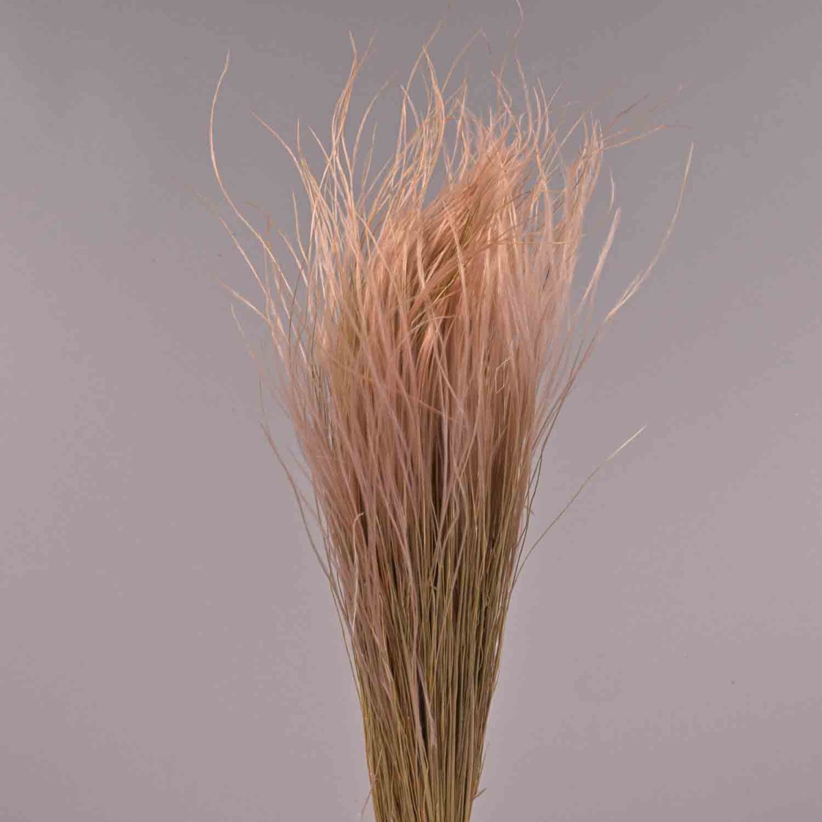 Stipa pennata - 50 G / Rosa