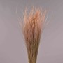 Stipa pennata - 50 G / Rosa