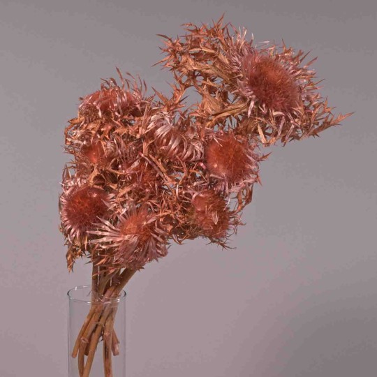 Carline in mazzo - 10 Pezzi / Cipria