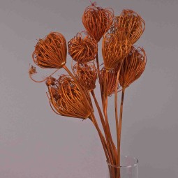 Teste di Finocchio gigante - Terra