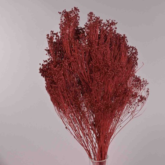 Broom Bloom essiccato 100 G - Bordeaux
