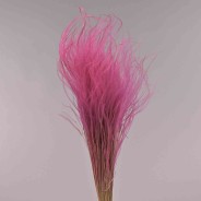 Stipa pennata - 50 G / Ciclamino