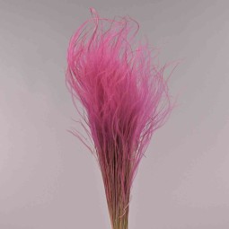 Stipa pennata - 50 G / Ciclamino