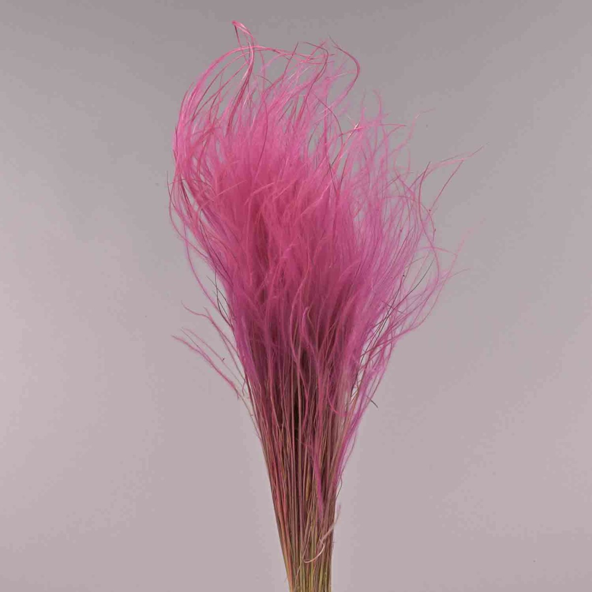 Stipa pennata - 50 G / Ciclamino