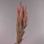 Setaria essiccata in mazzo - Rosa