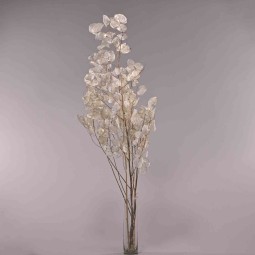 Lunaria in ramo 40 G - Bianco