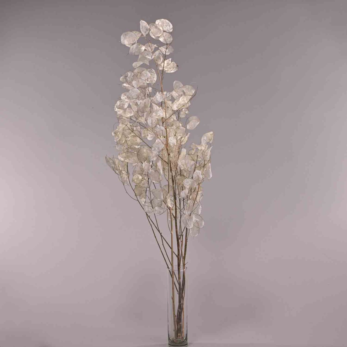 Lunaria in ramo 40 G - Bianco