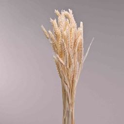 Tarwe essiccato 150 G - Bianco