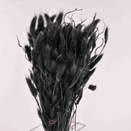 Lagurus essiccato 100 G - Nero