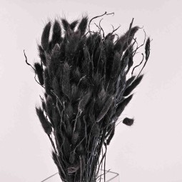 Lagurus essiccato 100 G - Nero