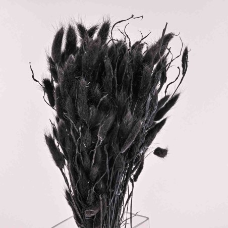 Lagurus essiccato 100 G - Nero