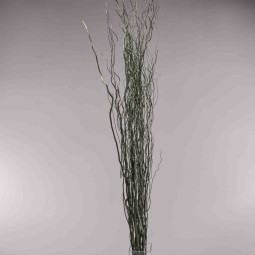 Salix essiccato - 120 Cm / Verde scuro