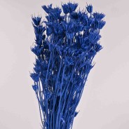 Nigella Orientalis essiccata - 100 G / Blu