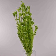 Nigella Orientalis essiccata - 100 G / Verde mela