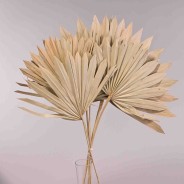 Sun spear essiccata 6 pezzi - Naturale