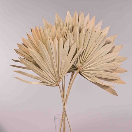 Sun spear essiccata 6 pezzi - Naturale