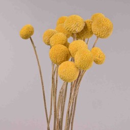 Craspedia essiccata - 15 PZ / Giallo