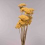Achillea essiccata - 120 G / Giallo