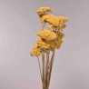 Achillea essiccata - 120 G / Giallo