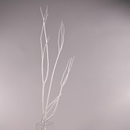 Mitsumata in ramo essiccato - 120 Cm / Bianco