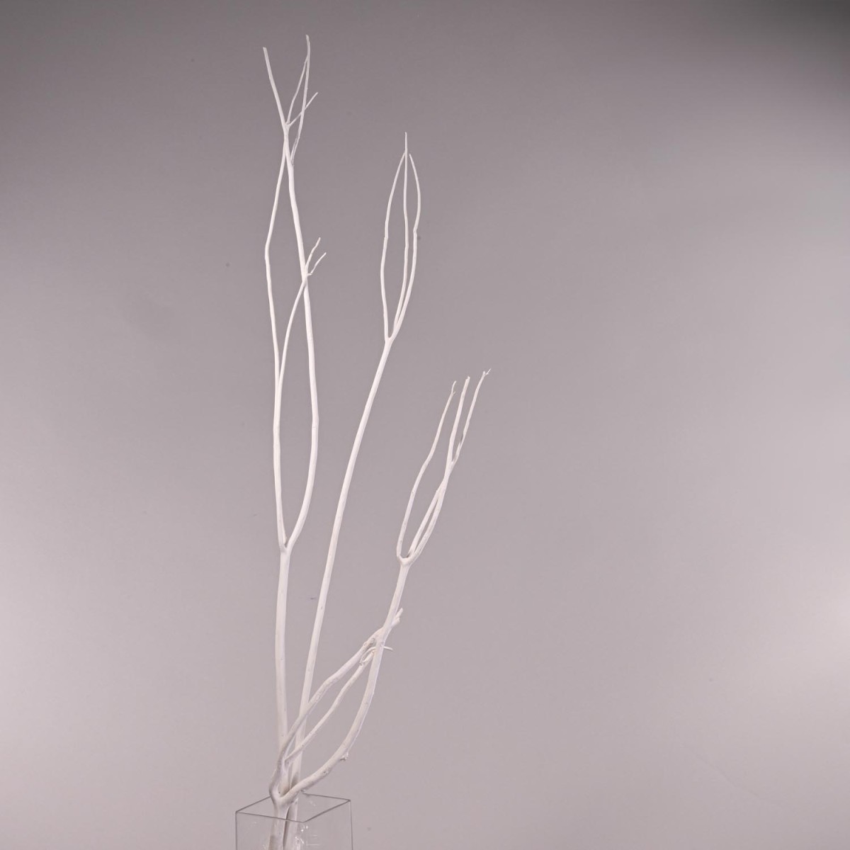 Mitsumata in ramo essiccato - 120 Cm / Bianco