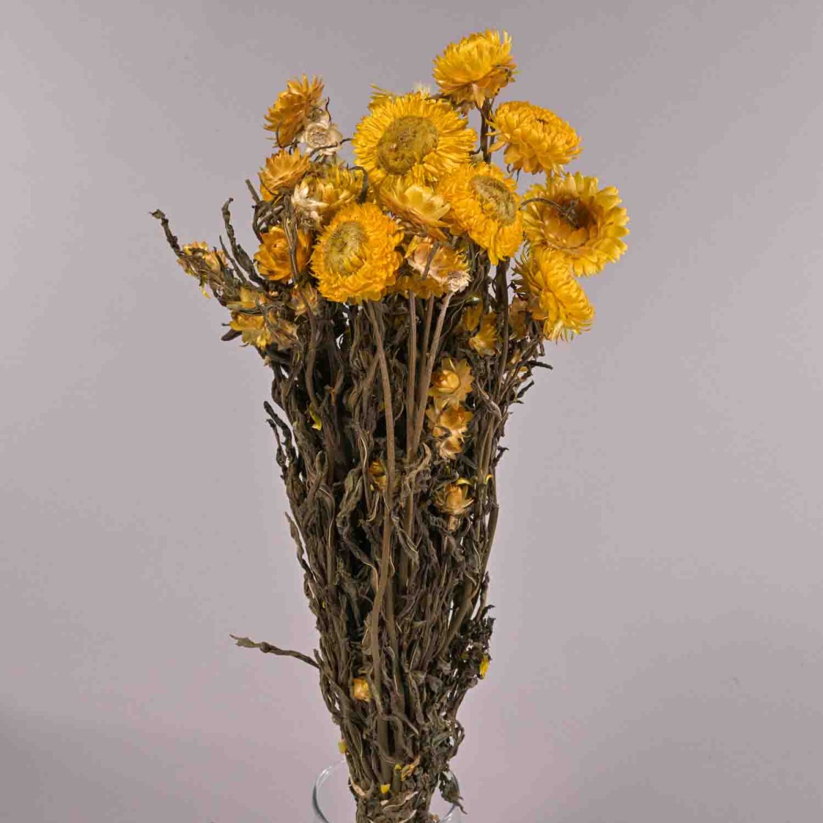 Helicrysum essiccato in mazzo - Giallo