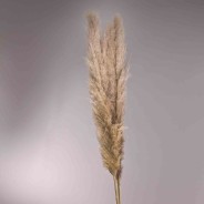 Pampas "Thailand" 3 pezzi - Naturale