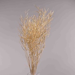 Colza essiccata in mazzo - Oro