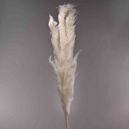 Pampas "Thailand" 3 pezzi - Bianco