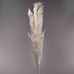 Pampas "Thailand" 3 pezzi - Bianco