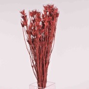 Nigella Orientalis essiccata - 100 G / Bordeaux
