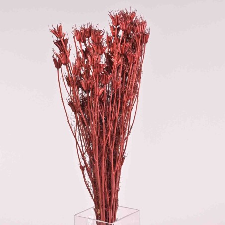 Nigella Orientalis essiccata - 100 G / Bordeaux