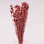 Nigella Orientalis essiccata - 100 G / Bordeaux