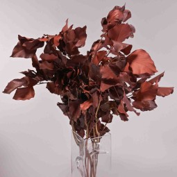 Edera stabilizzata - 150 G / Rosso