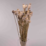 Papavero gigante in busta - Naturale