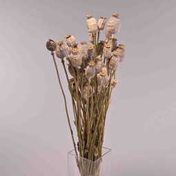 Papavero gigante in busta - Naturale