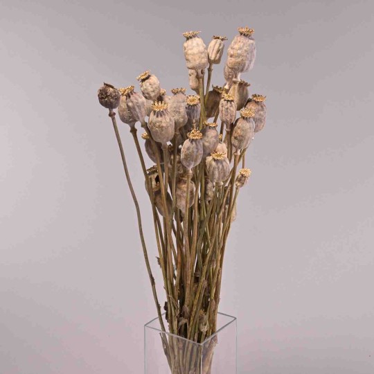 Papavero gigante in busta - Naturale