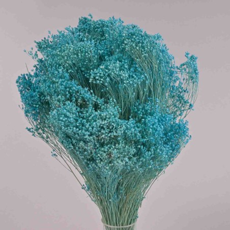 Broom Bloom essiccato 100 G - Acquamarina