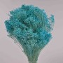 Broom Bloom essiccato 100 G - Acquamarina