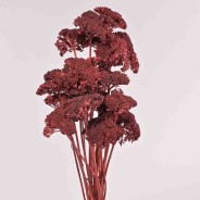 Achillea essiccata - 120 G / Bordeaux