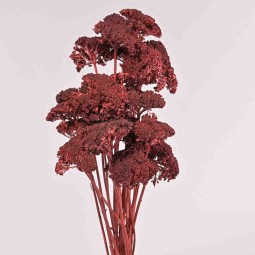 Achillea essiccata - 120 G / Bordeaux