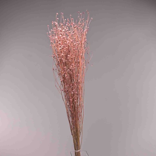 Centaurea essicata - 150 G / Rosa