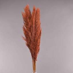 Pampas super 5 pezzi - 110 Cm / Ruggine