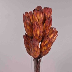 Protea Repens 10 Pezzi - Rosso