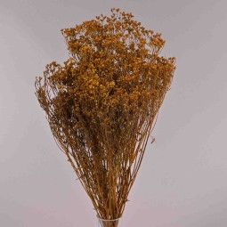 Broom bloom essicato 100 G - Cognac