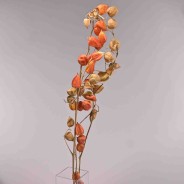 Physalis essiccata in ramo - 3 Pezzi