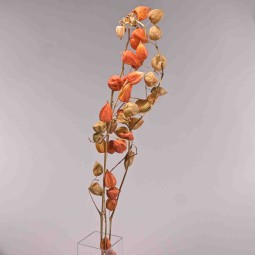 Physalis essiccata in ramo - 3 Pezzi