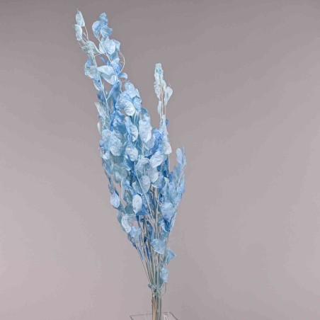 Lunaria in ramo - 50 G / Azzurro