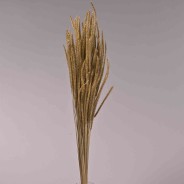 Coda di topo essiccata in sacchetto - 100 G / Oro